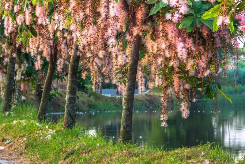 2026 穗在宜蘭 🌸 夏夜的浪漫與清晨的寧靜
